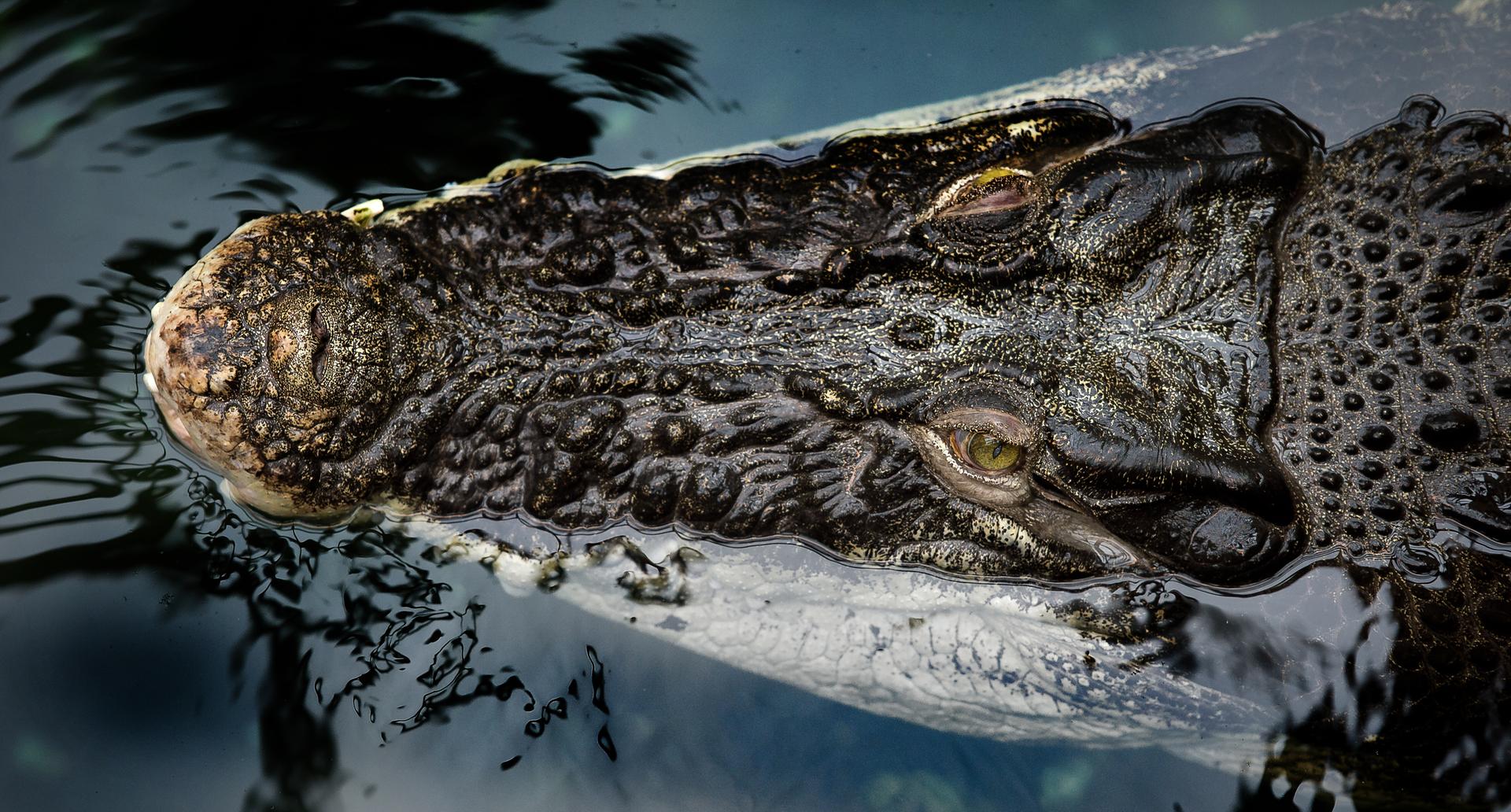 Krokodil von Lastwagen überfahren und getötet