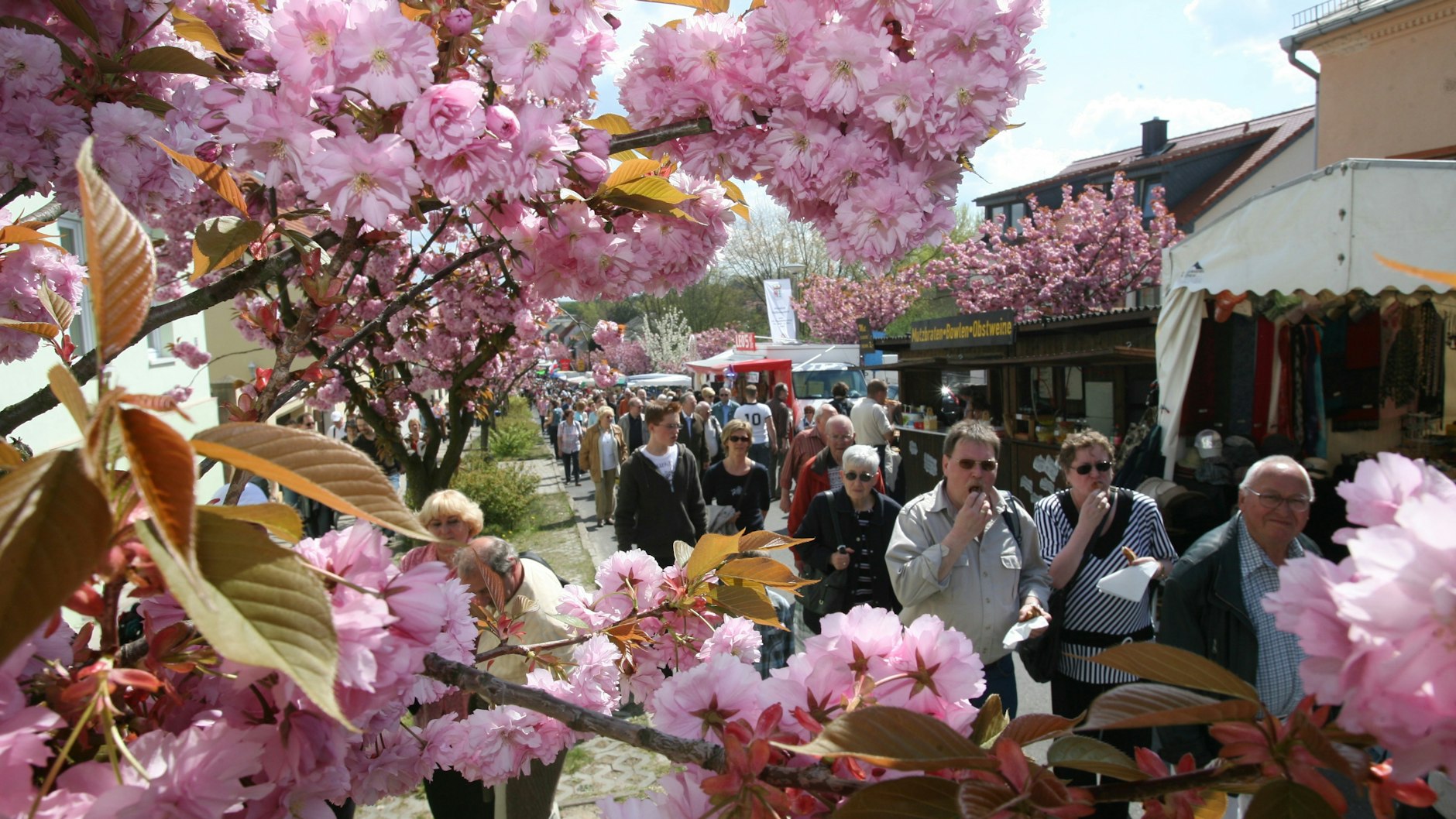Das Baumblütenfest in Werder findet 2020 doch statt - aber viel kleiner
