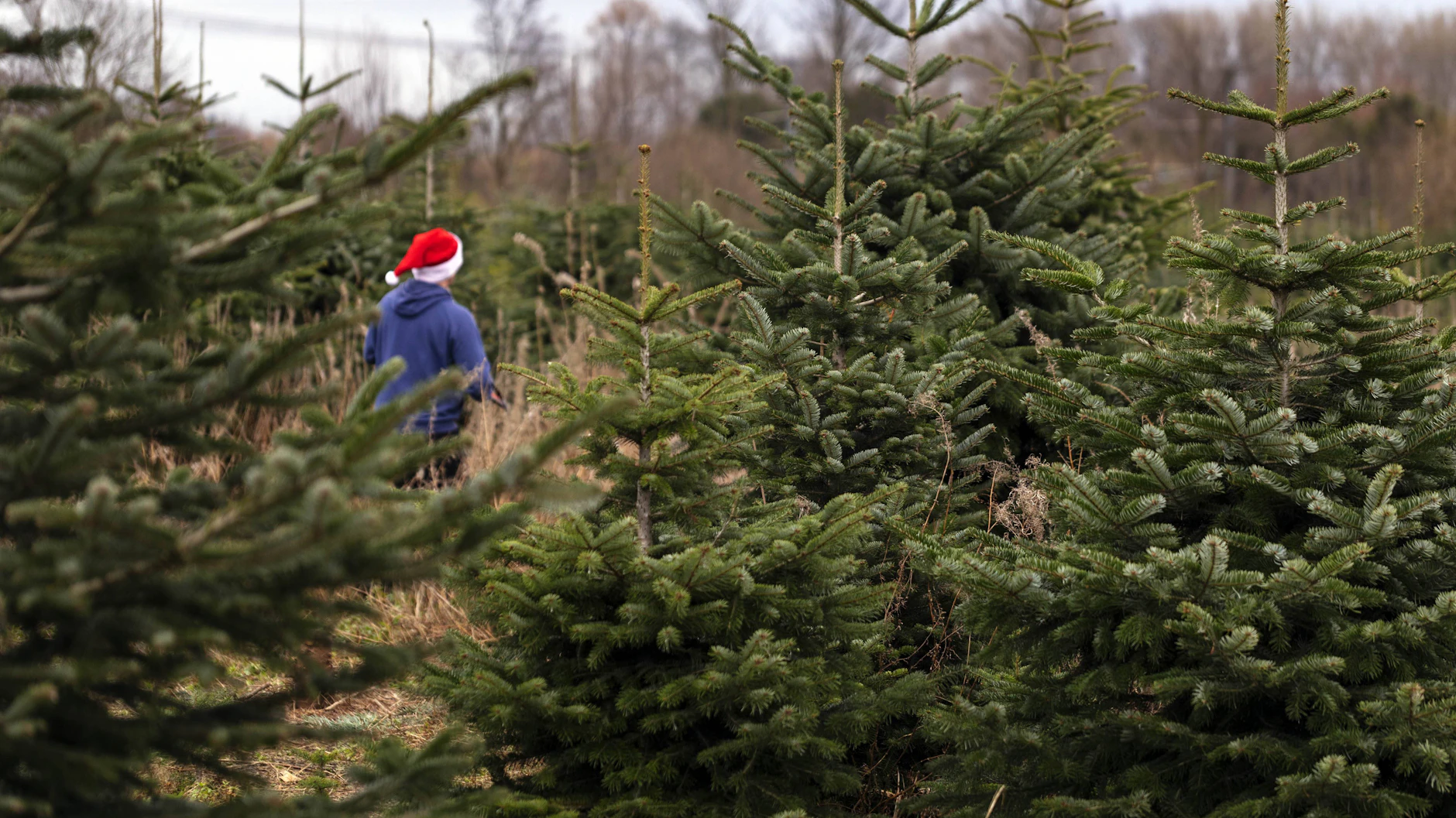 Wie Viele Weihnachtsbäume Werden In Deutschland Pro Jahr Verkauft www.berliner-zeitung.de