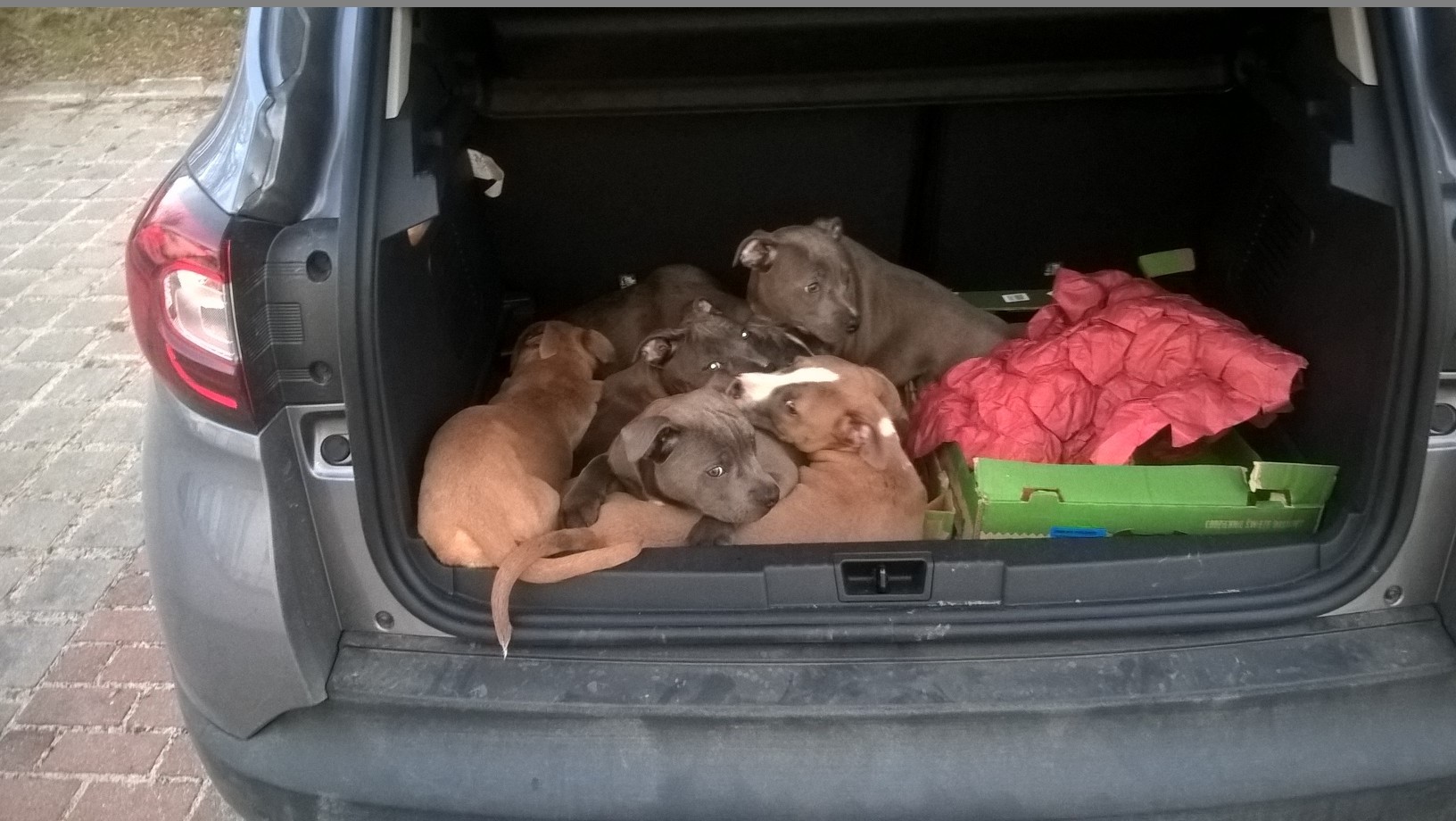 Frankfurt (Oder), 26. Februar 2019: Die Bundespolizei hat auf der A12 mehrere Hundewelpen aus einem Kofferraum gerettet. Mehrere Personen wollten die Tiere von Polen aus in andere Länder transportieren. Die erforderlichen Papiere konnten sie nicht vorweisen.