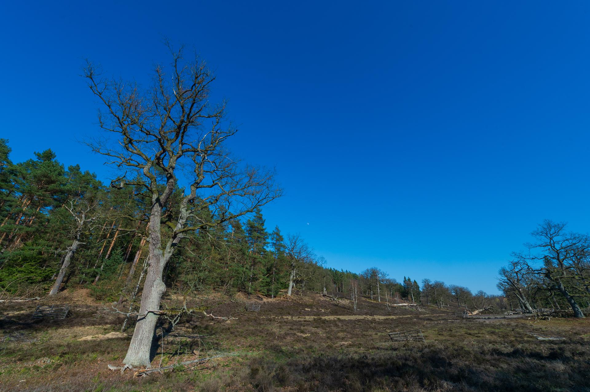 Alte Eichen stehen im Breeser Grund in der Göhrde, den ehemaligen Lebensraum der Mufflons.