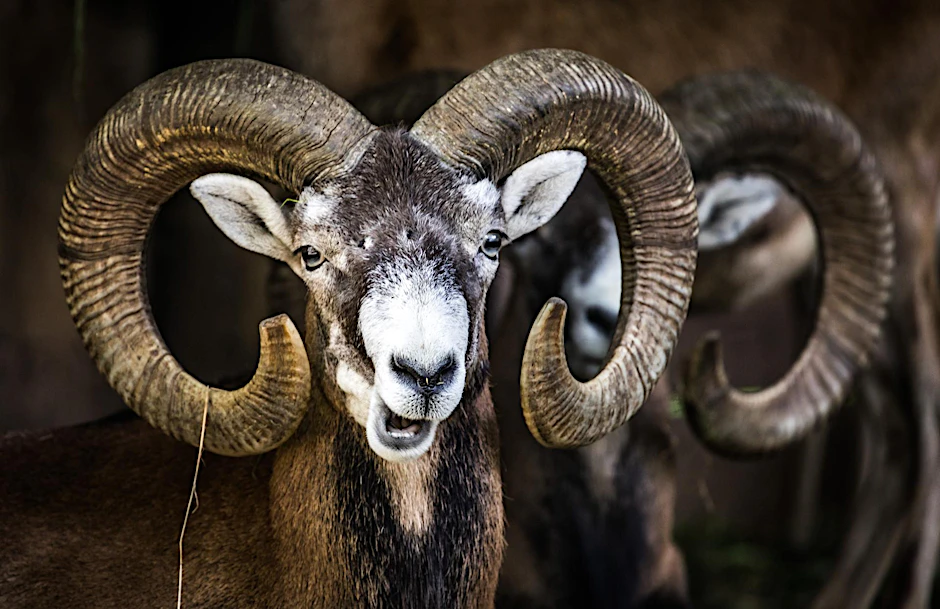  Mufflons stehen im Opel-Zoo wiederkäuend in ihrem Gehege.