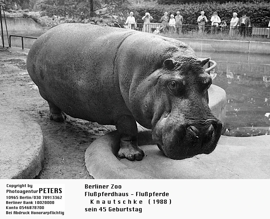 Nilpferd Knautschke war ein Liebling im Berliner Zoo. 