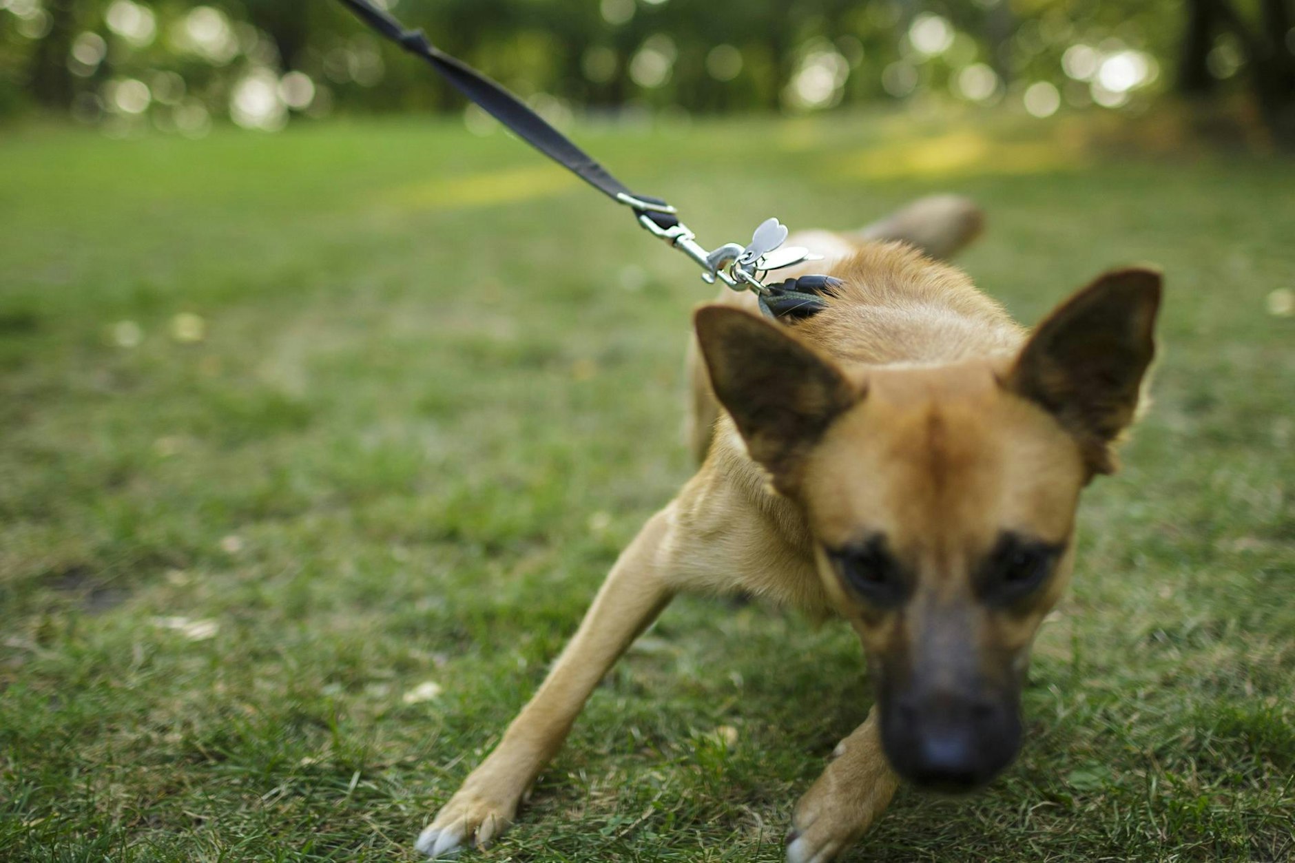 Ein junger Hund an der Leine (Symbolfoto).