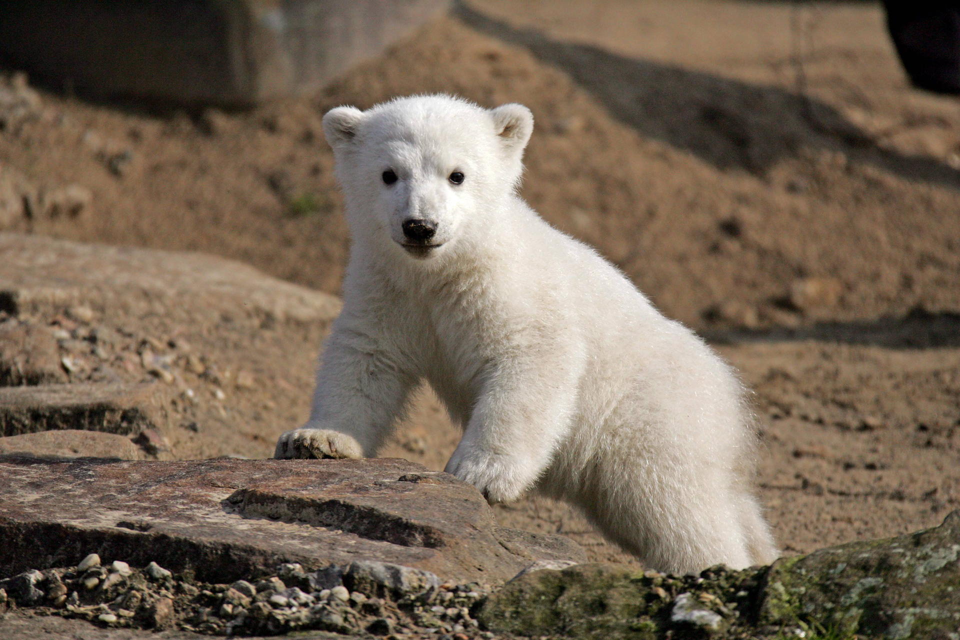 Unvergessen: Eisbär Knut (2006–2011), der zu einem Welt-Star wurde.