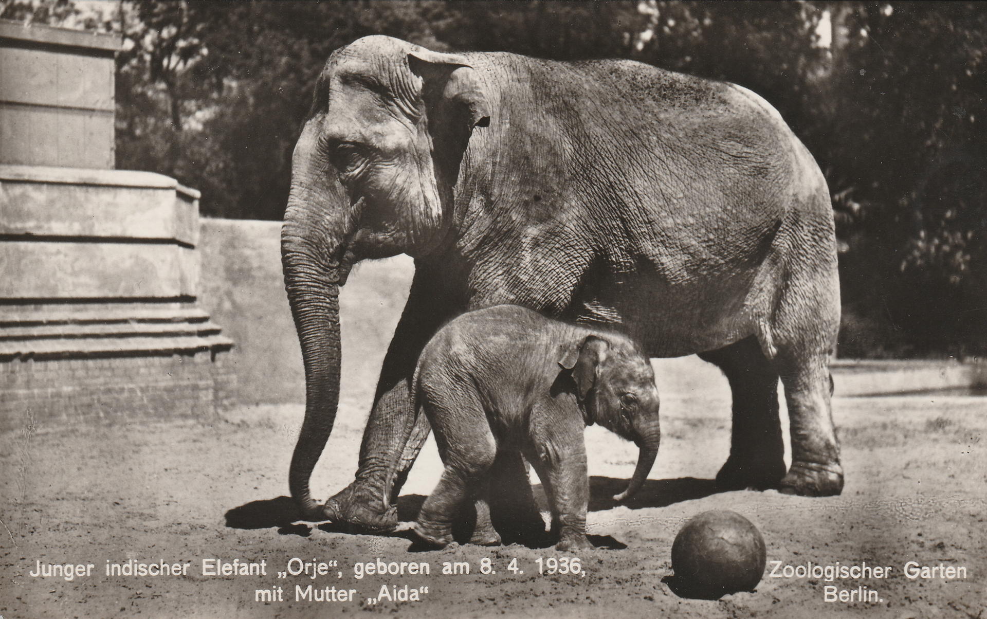 Elefantin Aida mit ihrem Jungtier Orje, der zum Liebling der Zoo-Besucher wurde.