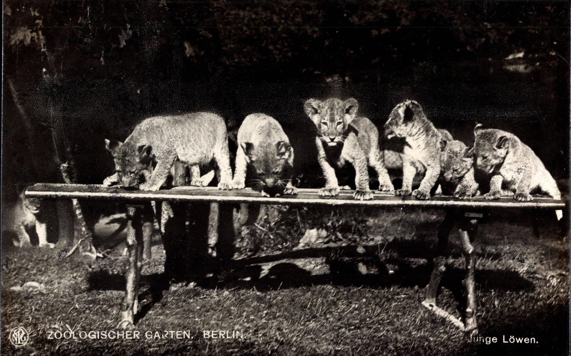 Junge Löwen präsentierten sich hier 1935 dem Zoo-Fotografen. 