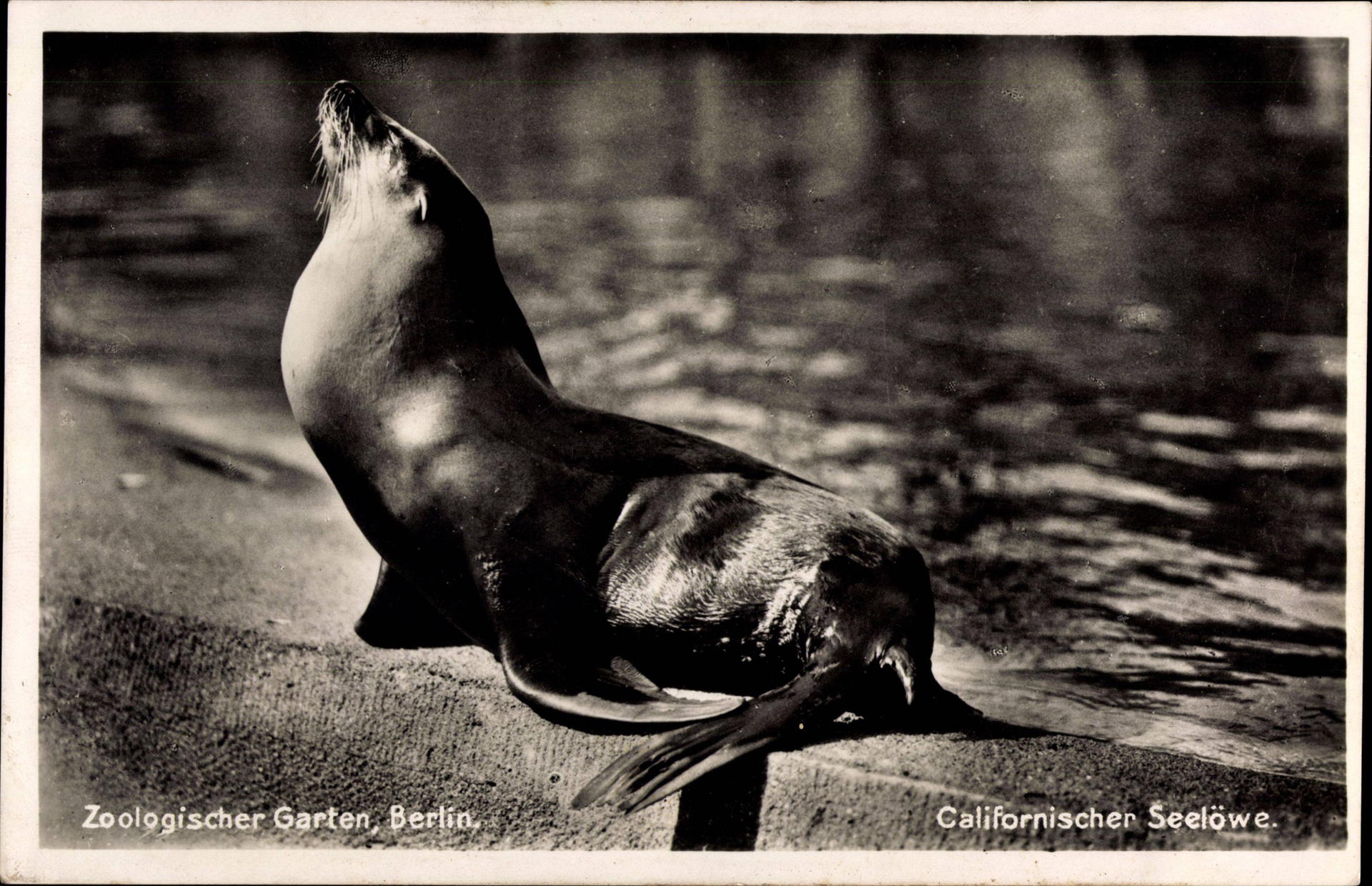 Ein Kalifornischer Seelöwe zeigt sich in den 30er-Jahren auf der Robbenanlage des Zoos. 