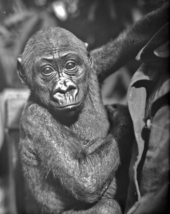 Für ihn gab es sogar einen Schlager: Gorilla Bobby, der 1928 mit zwei Jahren in den Berliner Zoo kam.