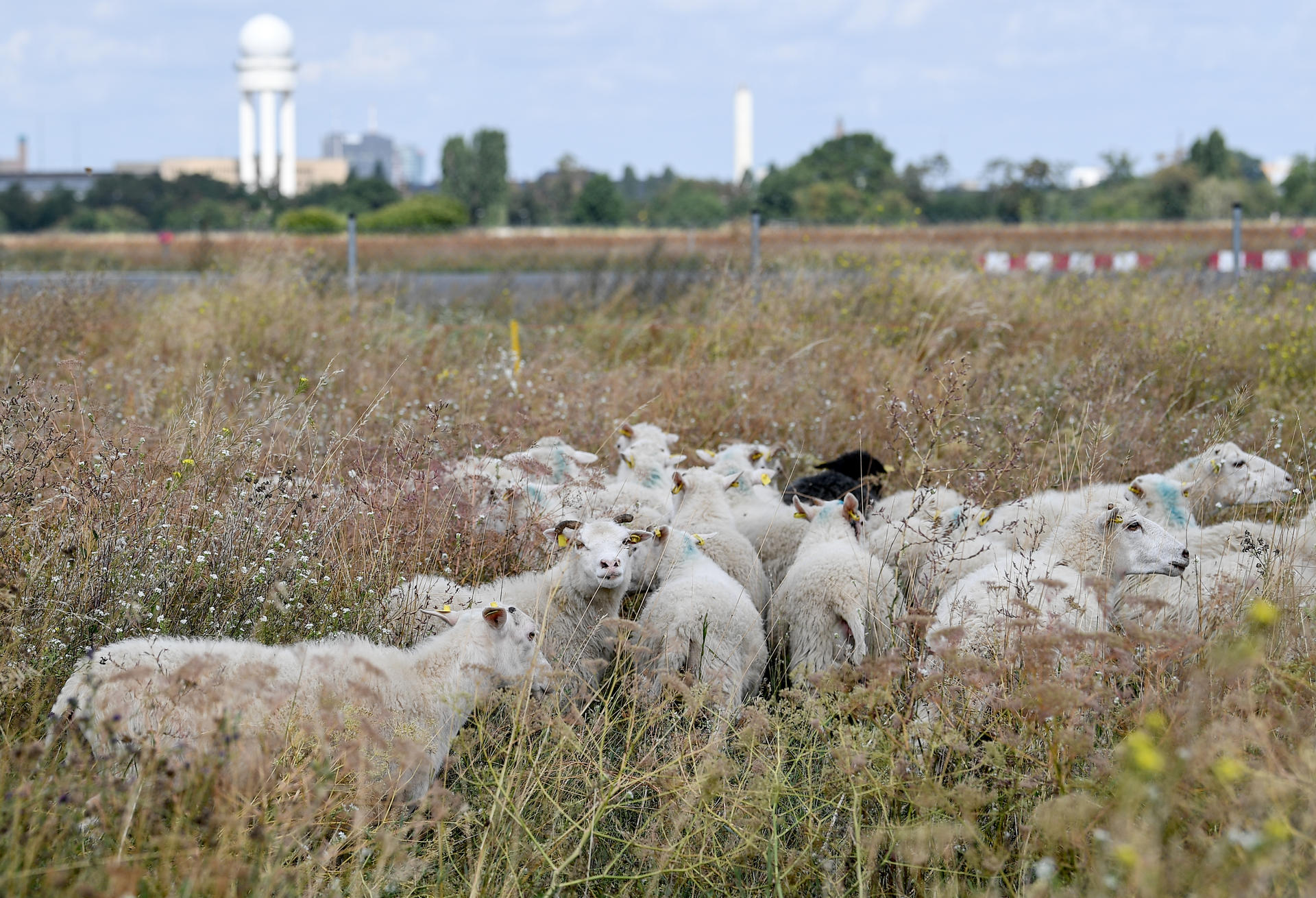 Eine Herde Skudden-Schafe weidet auf dem Tempelhofer Feld. Bei dem zunächst auf fünf Jahre angelegten Pilotprojekt sollen die Schafe zur Landschaftspflege des ehemaligen Flugplatzes eingesetzt werden. 
