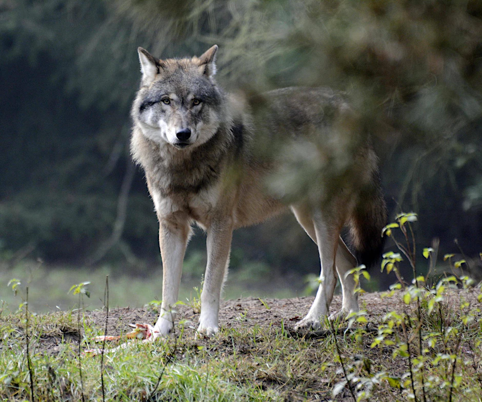 Ein Wolf im Wildpark Schorfheide. Der Bund sollte den Ländern bei Problemen mit Wolf & Co. helfen. 