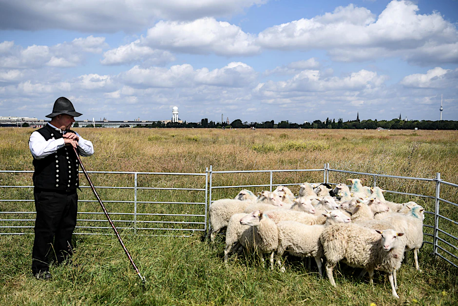 Schäfer Frank Wasem bringt eine Herde Skudden-Schafe auf das Tempelhofer Feld. 