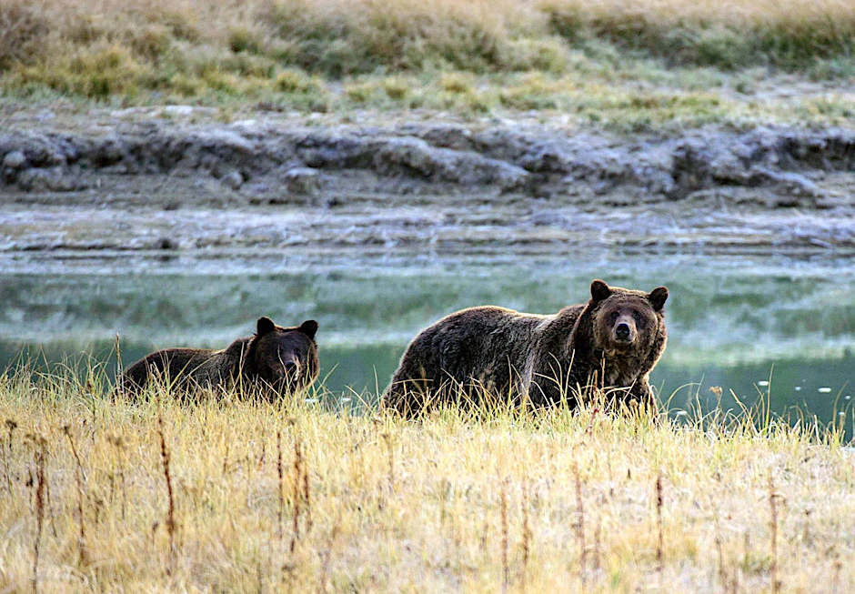 Ein Grizzlybär mit seinem Nachwuchs. (Symbolbild)