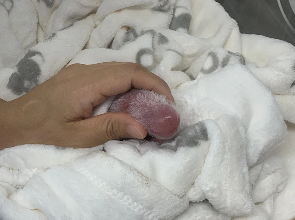 Noch blind und winzig: Eines der Panda-Babys im Zoo Berlin.