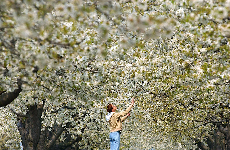 Schöne Baumblüte, im kommenden Jahr allerdings ohne Fest.