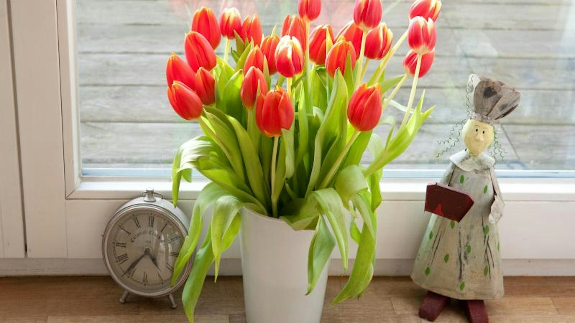 Damit Tulpen nicht schnell verwelken, muss man sie richtig pflegen.