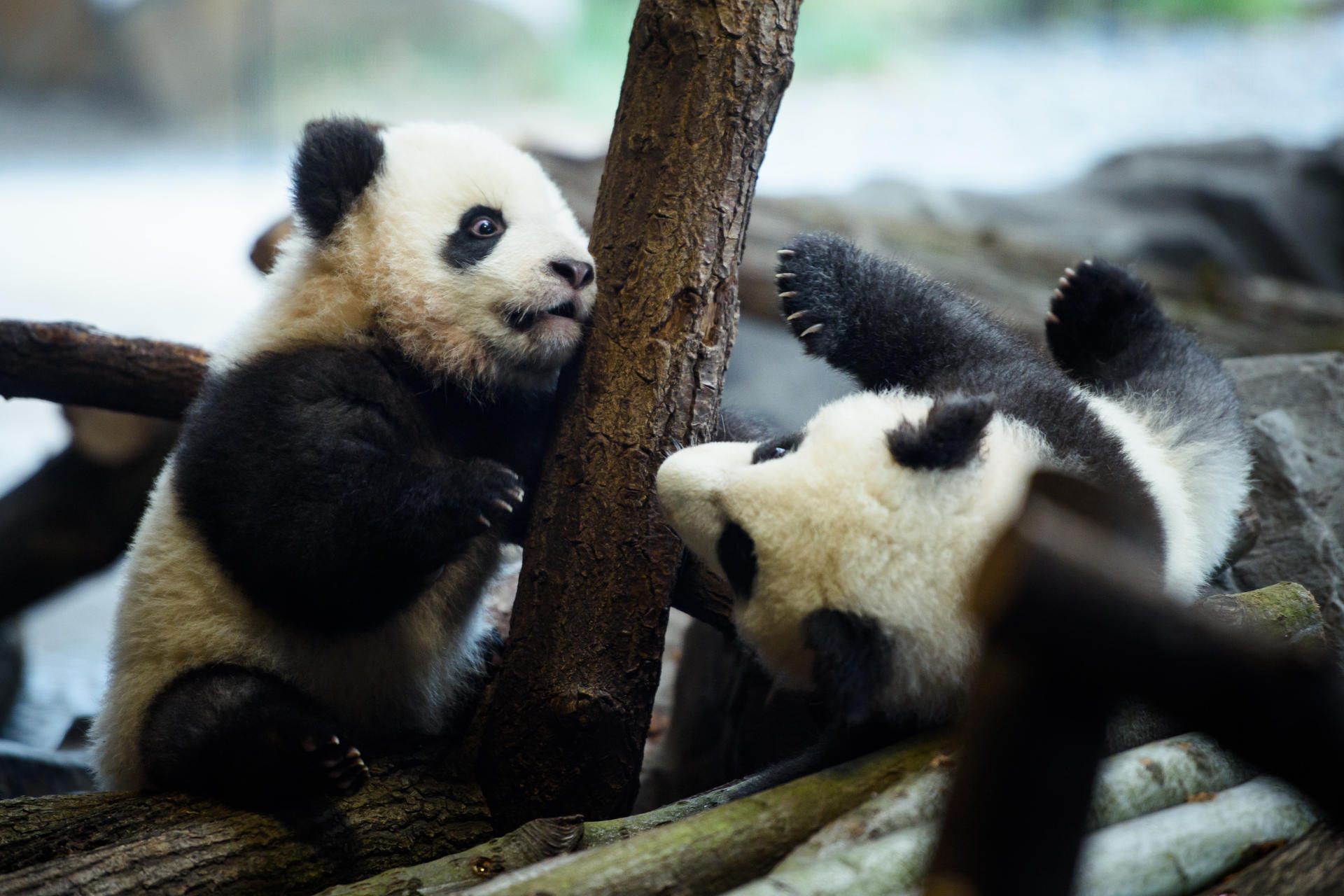 Berliner Zoo: Panda-Zwillinge Ab Donnerstag Zu Sehen