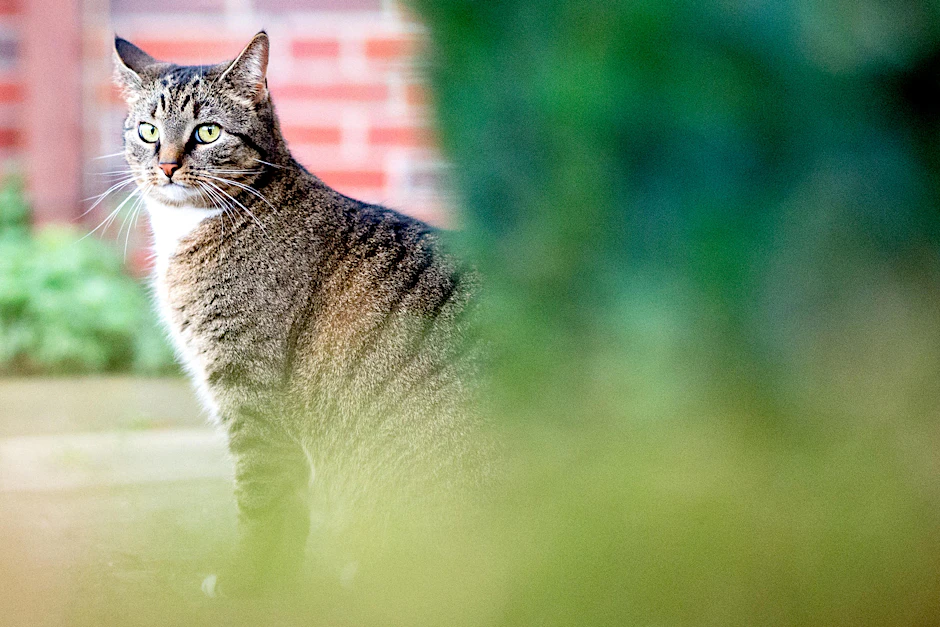 Einige der erkrankten Personen hatten engen Kontakt zu Katzen.