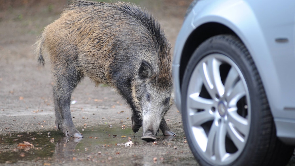 Stare fahren mit der SBahn, Wildschweine warten an der