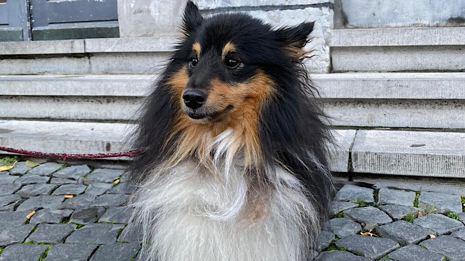 Der kleine Shetland Sheepdog (Shelti) wurde von einer Polizistin in einem Zug gefunden.
