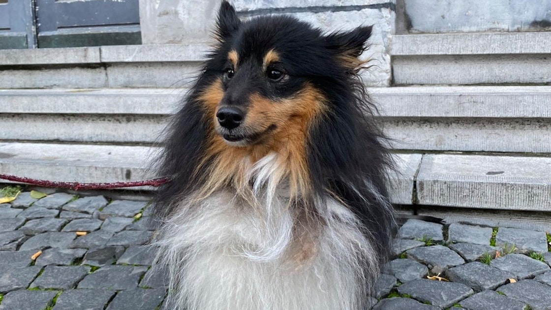 Entlaufener Hund fährt von den Niederlanden bis nach Deutschland