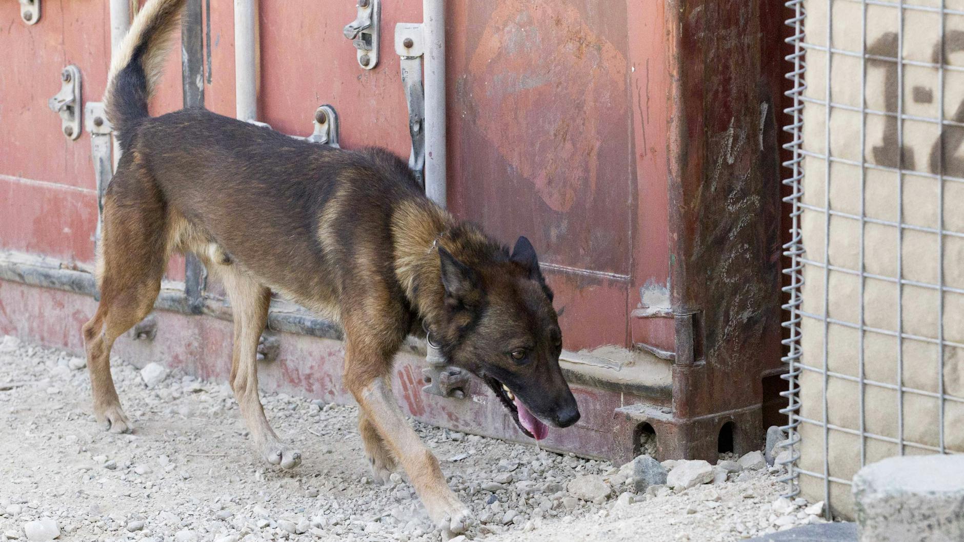 Belgische Schäferhunde werden ebenso zu Sprengstoffspürhunden ausgebildet und zum Beispiel in der afghanischen Stand Kundus eingesetzt.