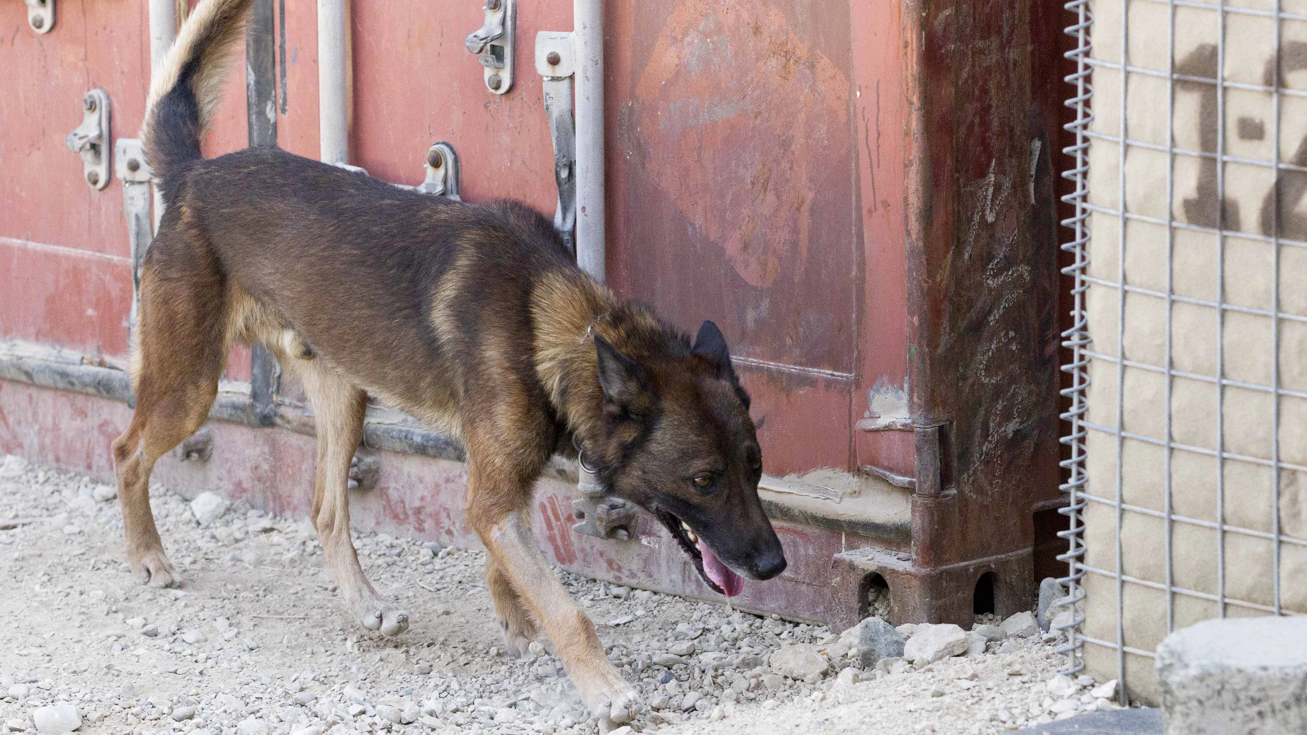 Belgische Schäferhunde werden ebenso zu Sprengstoffspürhunden ausgebildet und zum Beispiel in der afghanischen Stand Kundus eingesetzt.
