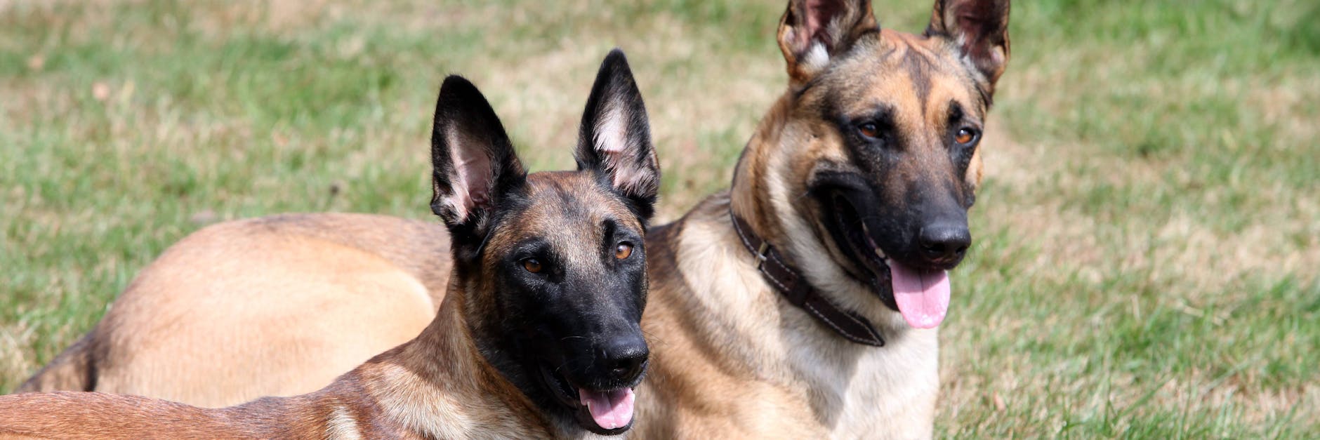 Belgische Schäferhunde gelten als besonders ausdauernd, lebhaft und anpassungsfähig.