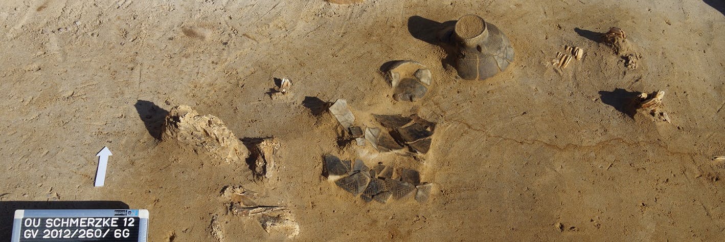 5000 Jahre alt: Reste eines Rinds und eine Amphore stecken im märkischen Sand.