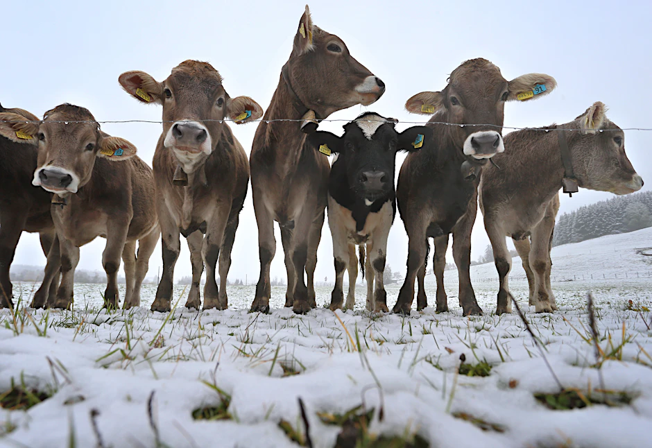 Junge Kühe weiden auf einer schneebedeckten Wiese.&nbsp;