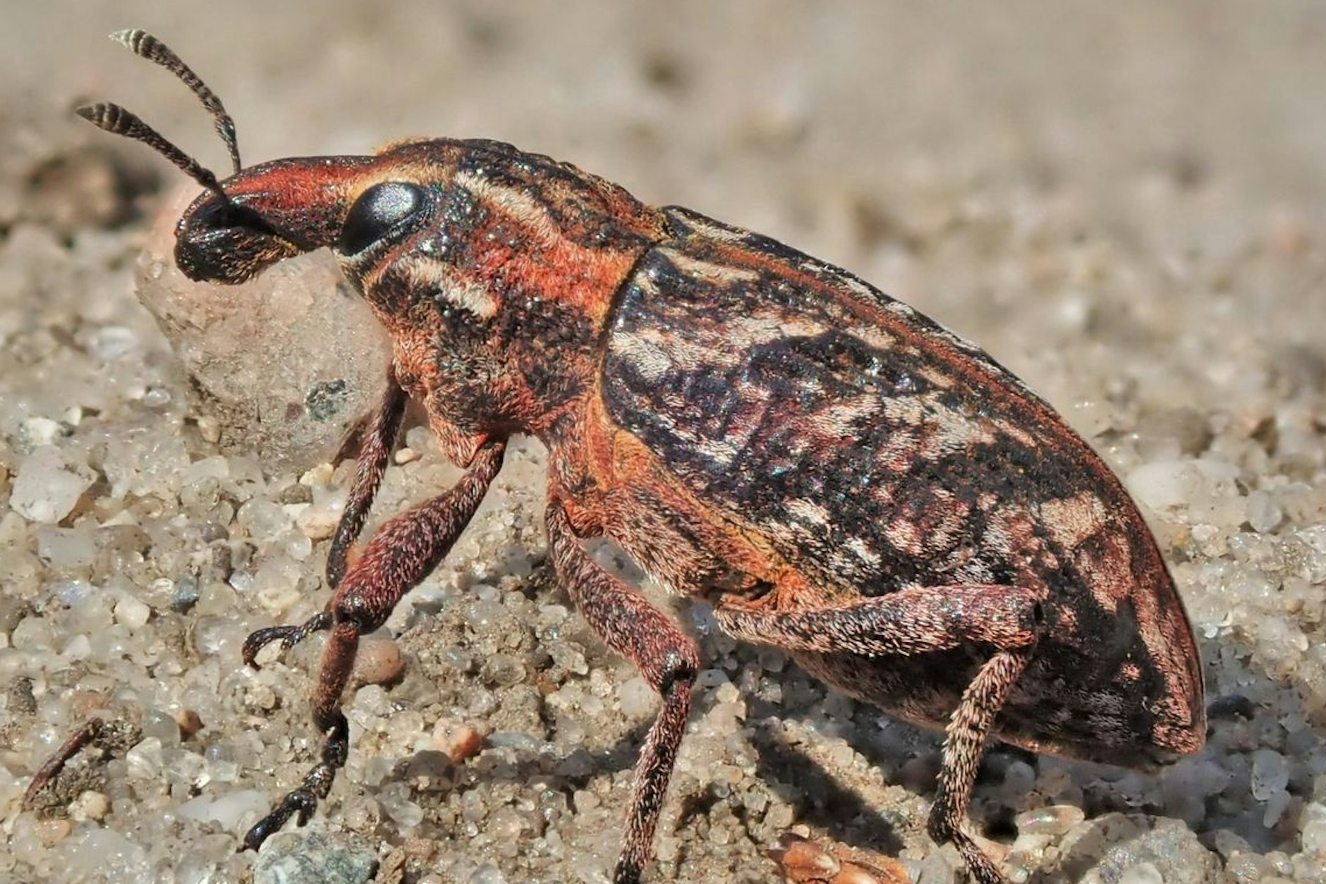 Der Heide-Steppenrüssler ist wieder da.&nbsp;