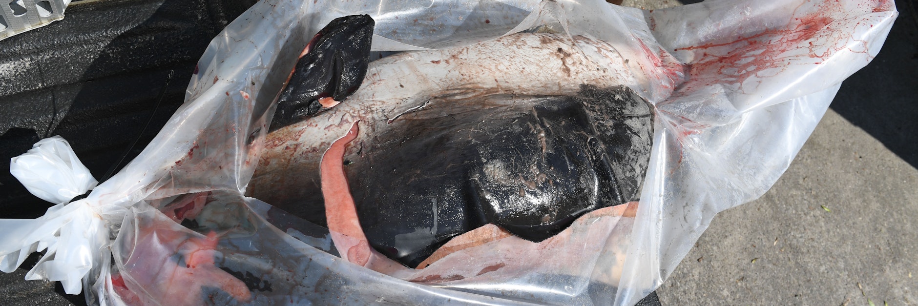 Ein toter Schweinswal liegt auf dem Gelände des Meeresmuseums Stralsund.&nbsp;