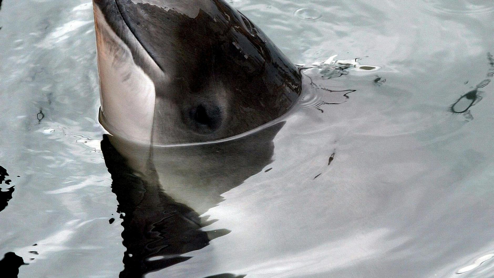 Ein Schweinswal schwimmt im Fjord-Belt-Sealand im dänischen Kerteminde.