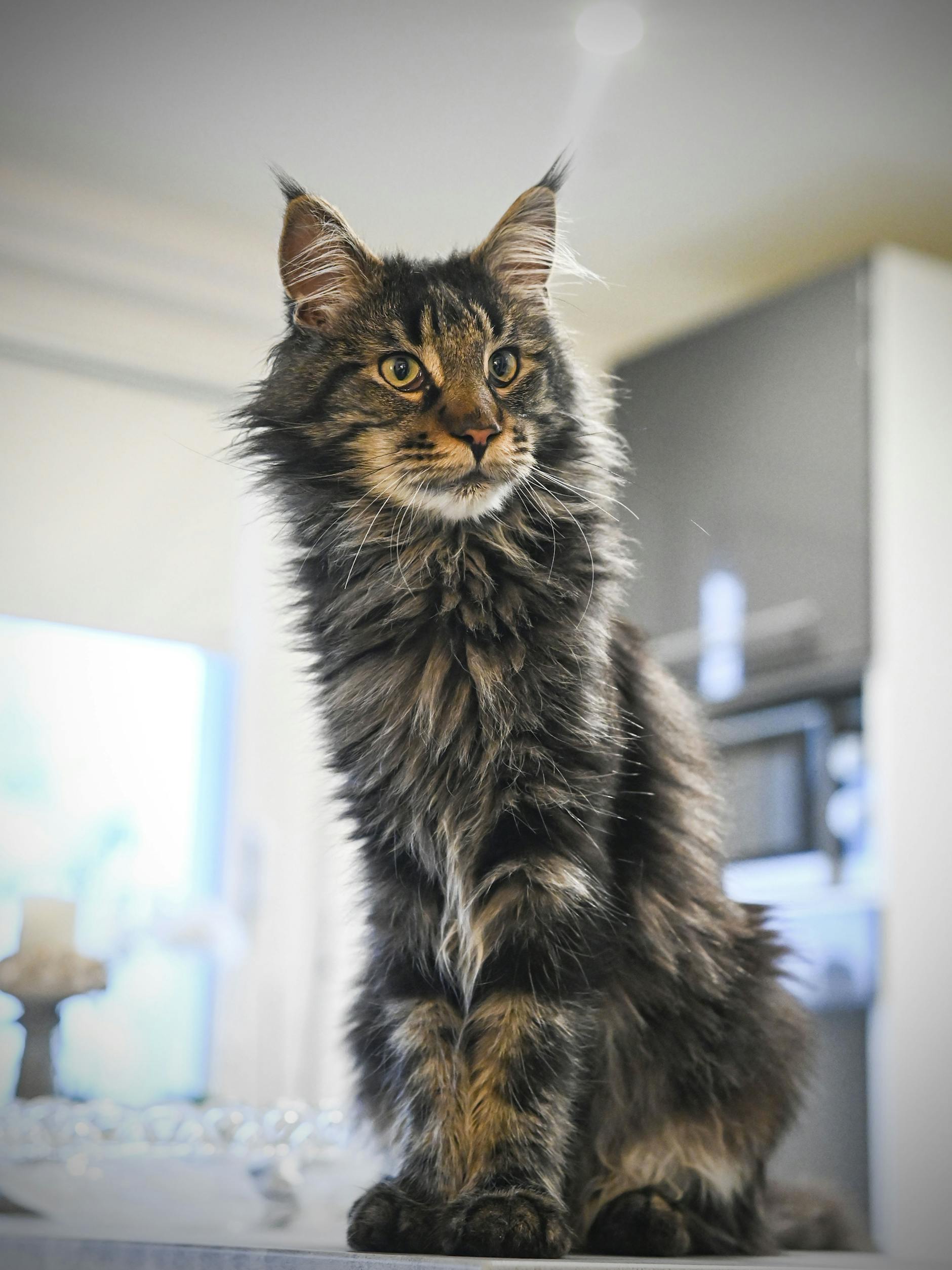 Heute ist Loki ein prächtiger Kater.