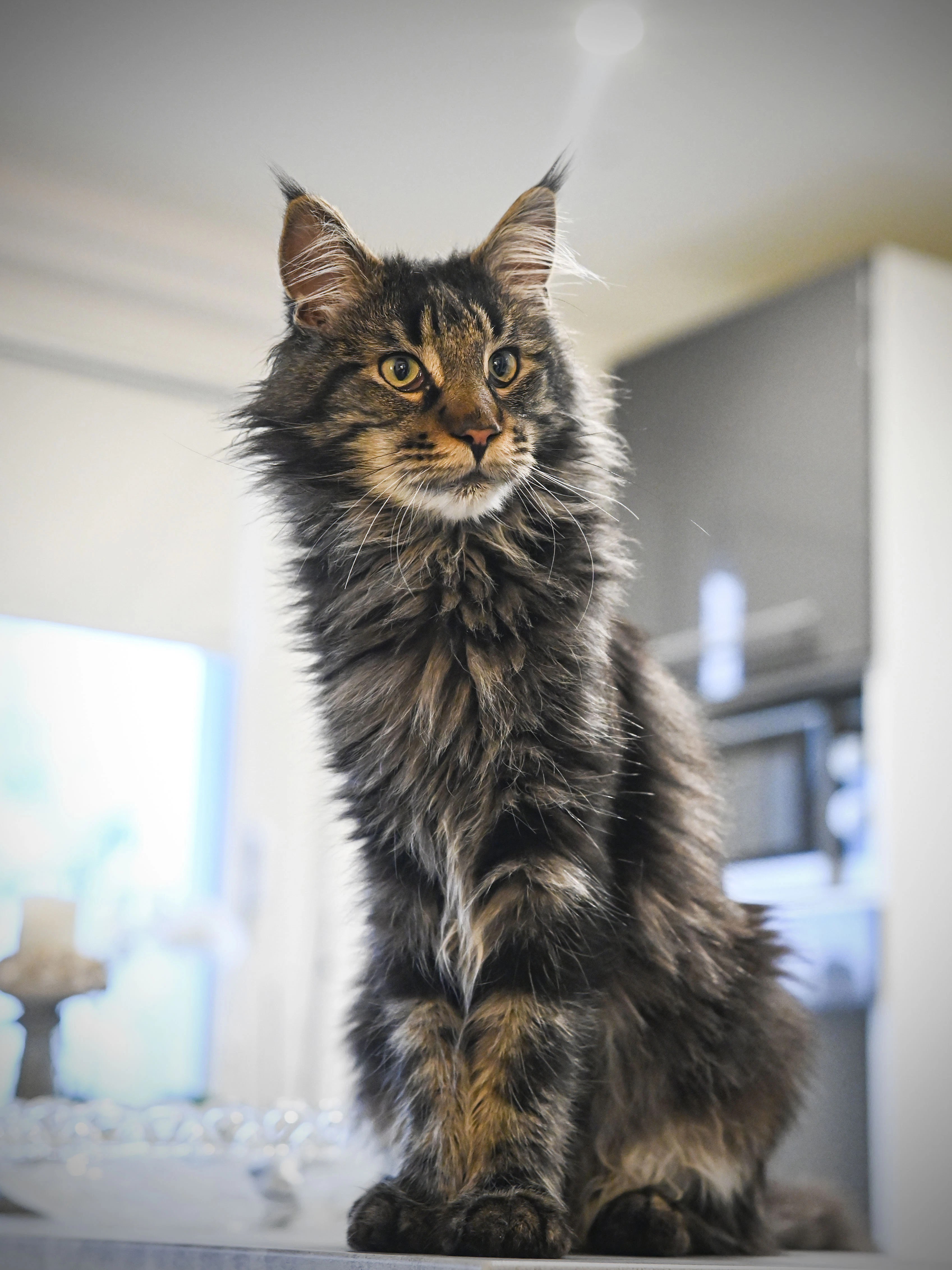 Heute ist Loki ein prächtiger Kater.