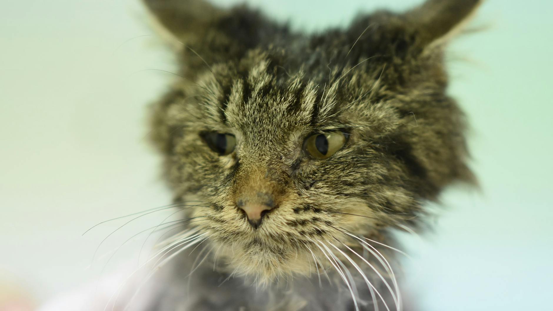 Als er gefunden wurde, sah Loki armseelig aus.