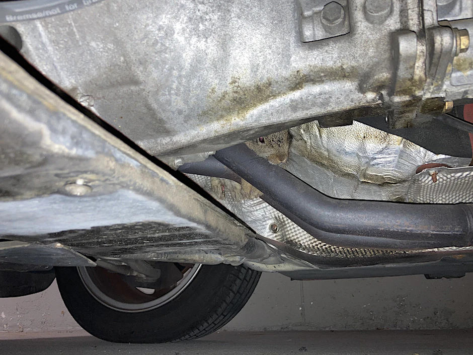 Das Kaninchen war im Motorraum des Autos eingeschlossen, kam von selbst nicht heraus.