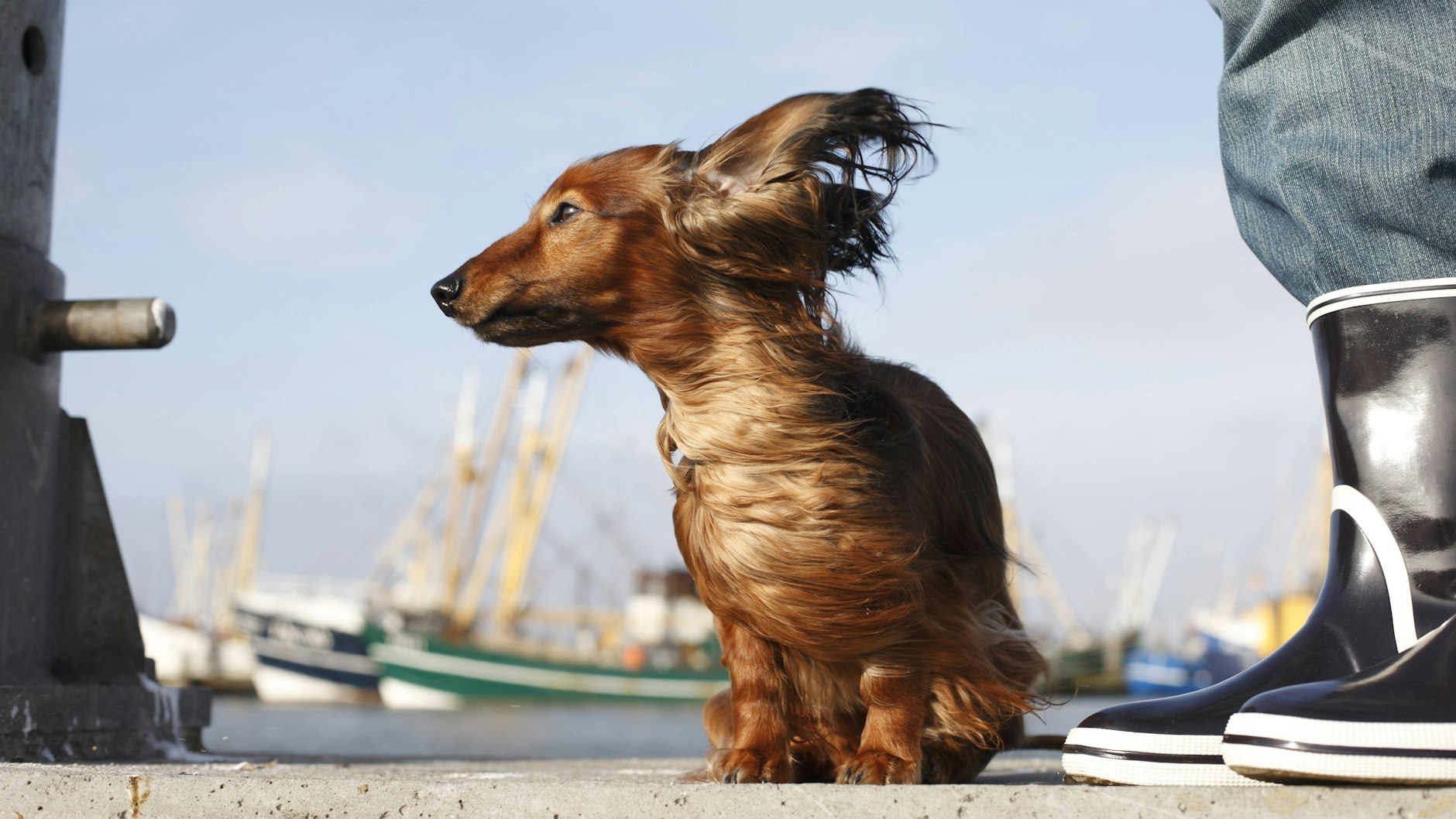 Das deutscheste aller deutschen Symbole? Der Dackel.