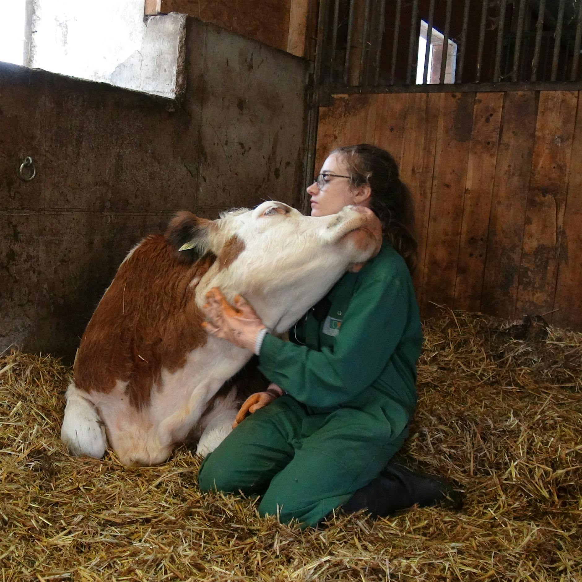 Nette Worte entspannen Kühe – die Landwirtschaft profitiert