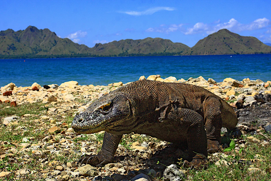 Der Komodo-Waran ist die größte Echse der Welt. Manche Exemplare werden bis zu drei Meter lang.&nbsp;