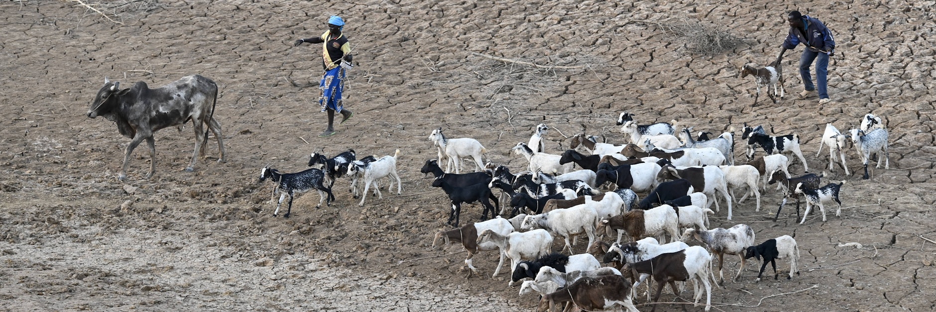 Hirten treiben in Burkina Faso Ziegen und eine Kuh durch einen ausgetrockneten Fluss. Wegen des Klimawandels gibt es Gewalt zwischen Bauern und Hirten, die um knapper werdendes Wasser und fruchtbaren Boden konkurrieren. 