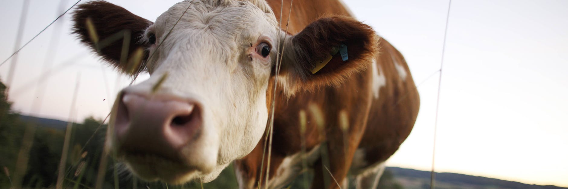 Auch die Viehzucht soll umweltfreundlicher werden - ob das die Kuh interessiert?