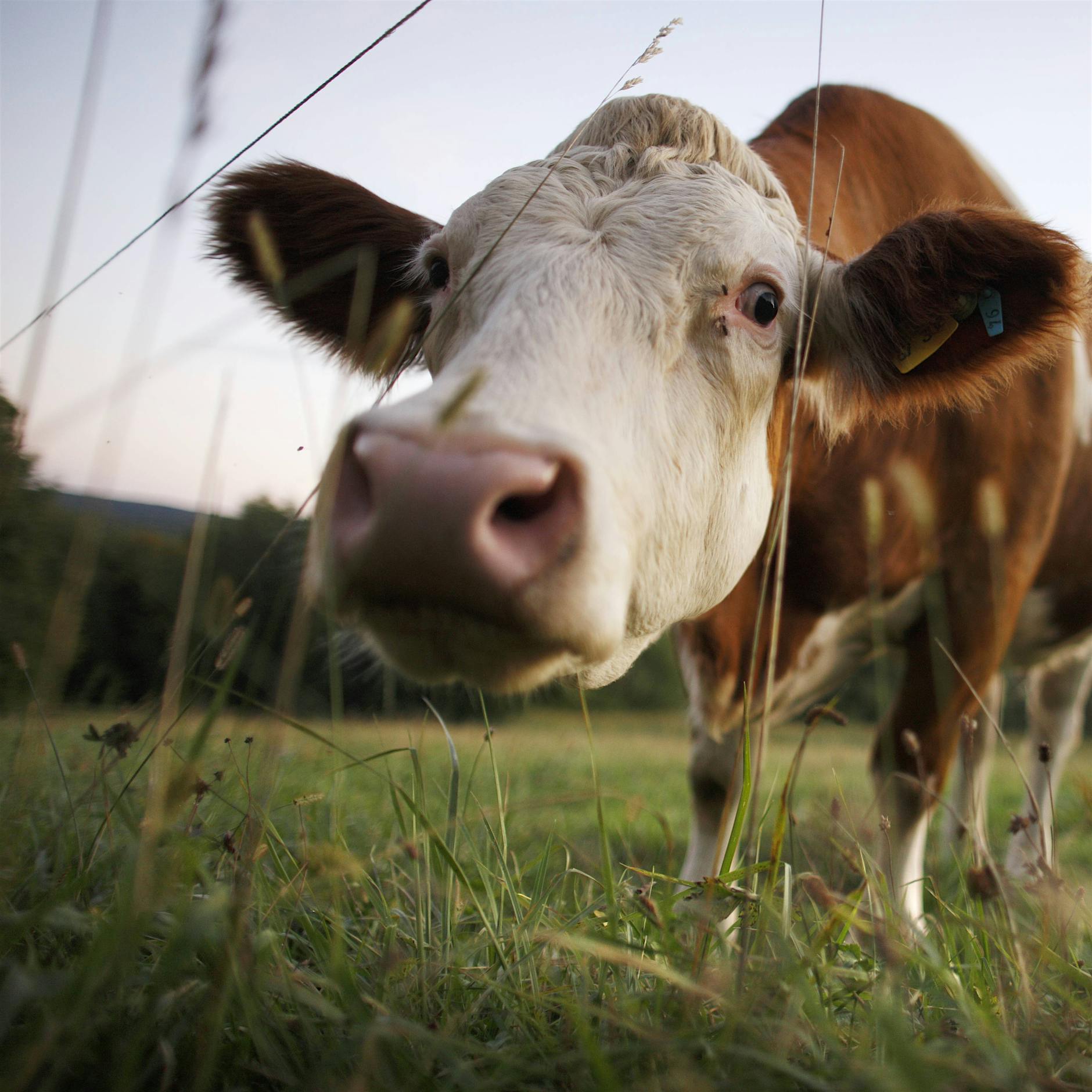 Öko-Kompromiss nur ein EU-Kuhhandel?