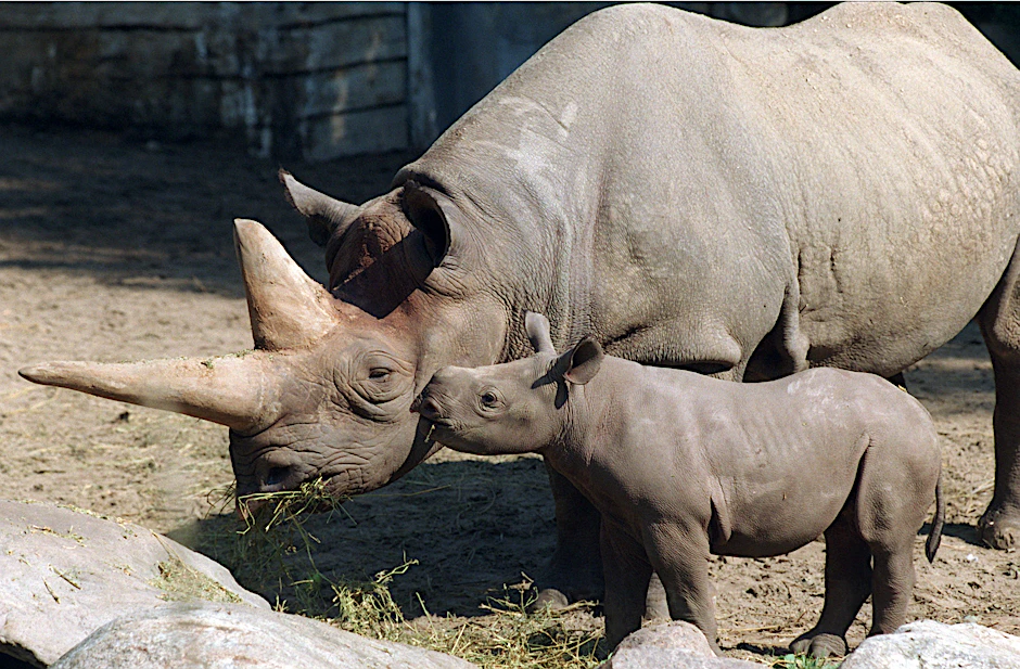 Kilaguni und ihr Baby Sukari auf einem Foto aus dem Jahr 1997.