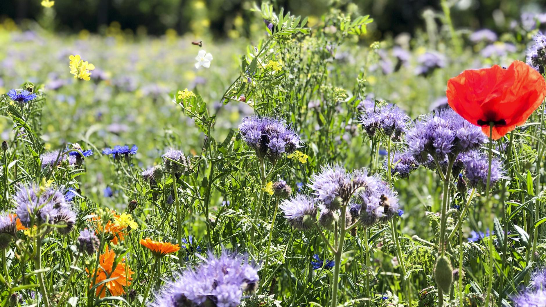 Ein Ziel ökologischer Landwirtschaft könnte sein, auf dem Land wieder mehr „Blühstreifen“ anzulegen oder zu dulden. Als Lebensraum für Insekten, die wegen Riesen-Feldern, Pflanzenschutzmitteln und Monokulturen selten geworden sind. 