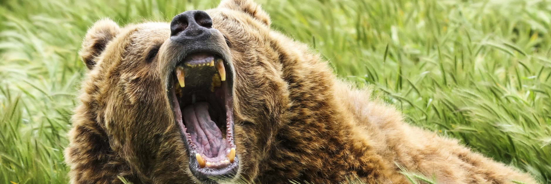 Stark, schwer und bei Angriffen tödlich: Ein Braunbär. 
