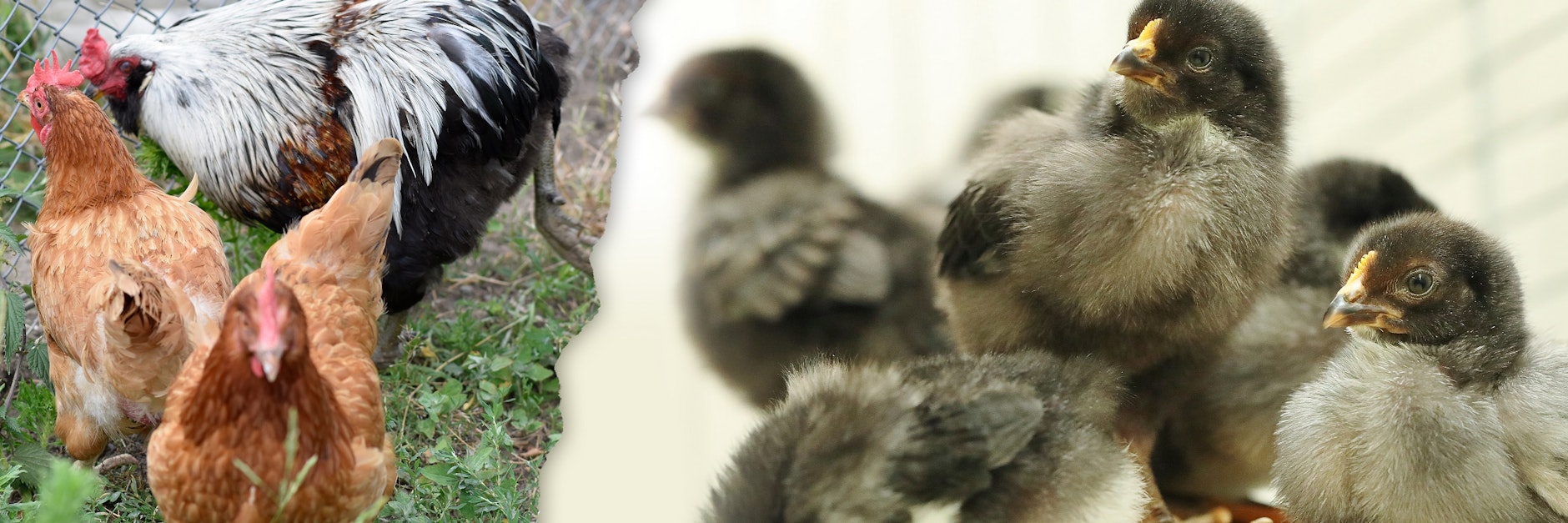 Insgesamt 26 Hühner und Hähne leben in den Gehegen des Tierheims. Rechts: Diese niedlichen Küken wurden in Weißensee ausgesetzt.