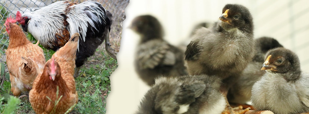 Küken ausgesetzt! Berliner Tierheim ruft den Hühner