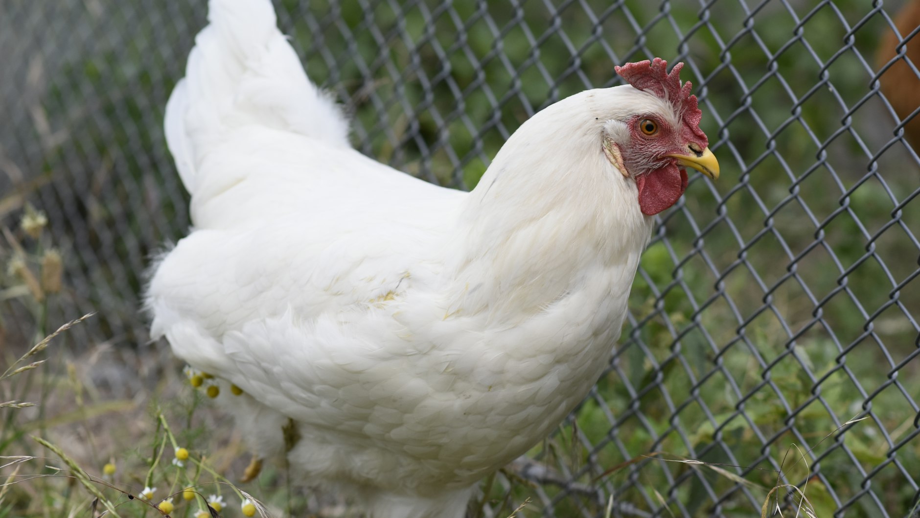 Dieses Huhn wurde gemeinsam mit fünf anderen von einem Balkon in Lichtenberg befreit.