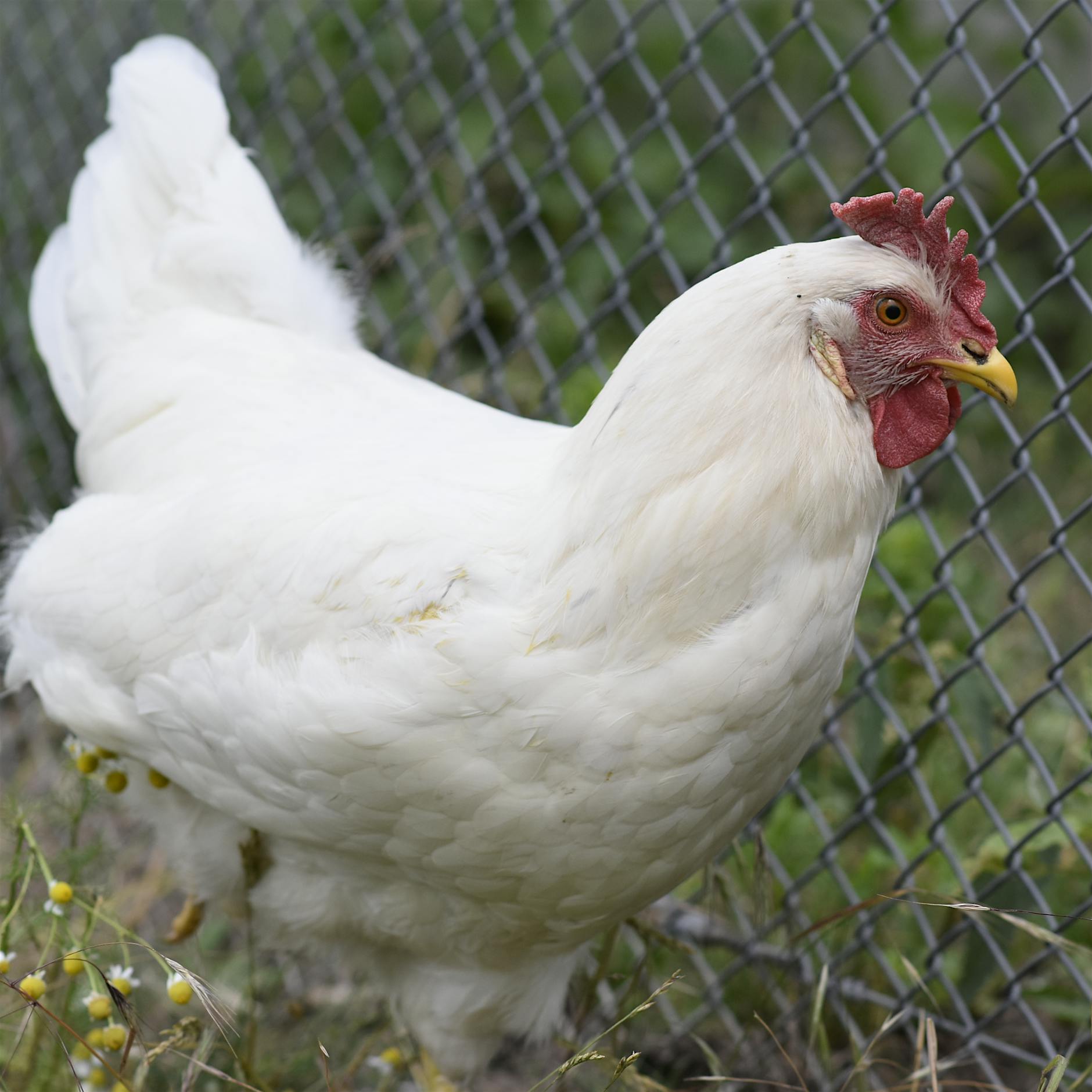 Hühner-Notstand im Tierheim